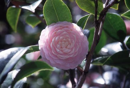 種茶花|袁晓辉 Rita : 茶花Camellia 怎麼種